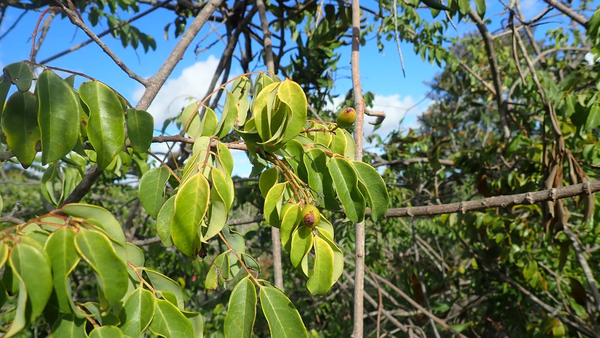 Rourea balansana leaf