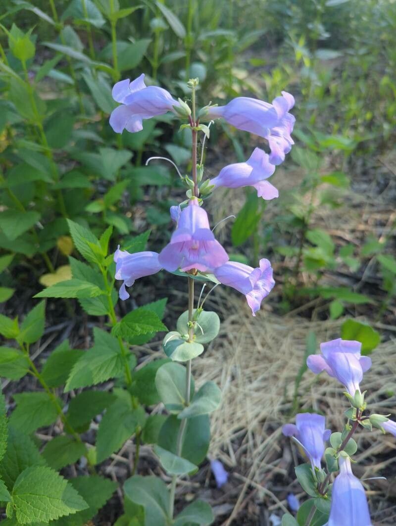 Penstemon grandiflorus flower