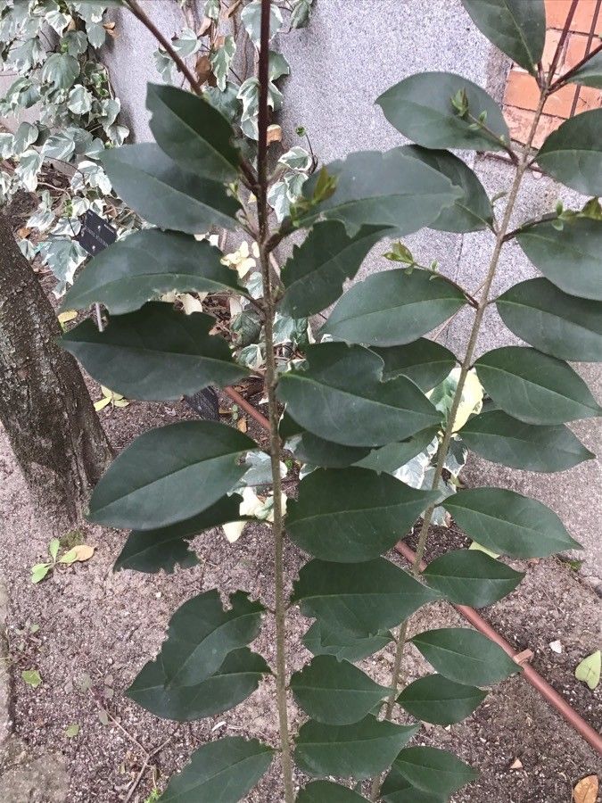 Clematis rehderiana — search result for 'Clematis'