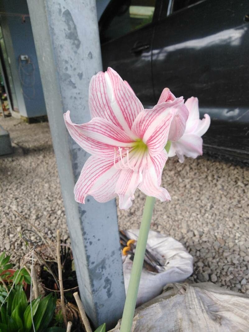 Hippeastrum reticulatum flower