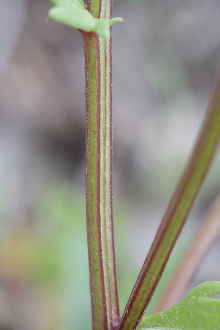 Leucanthemum paludosum bark