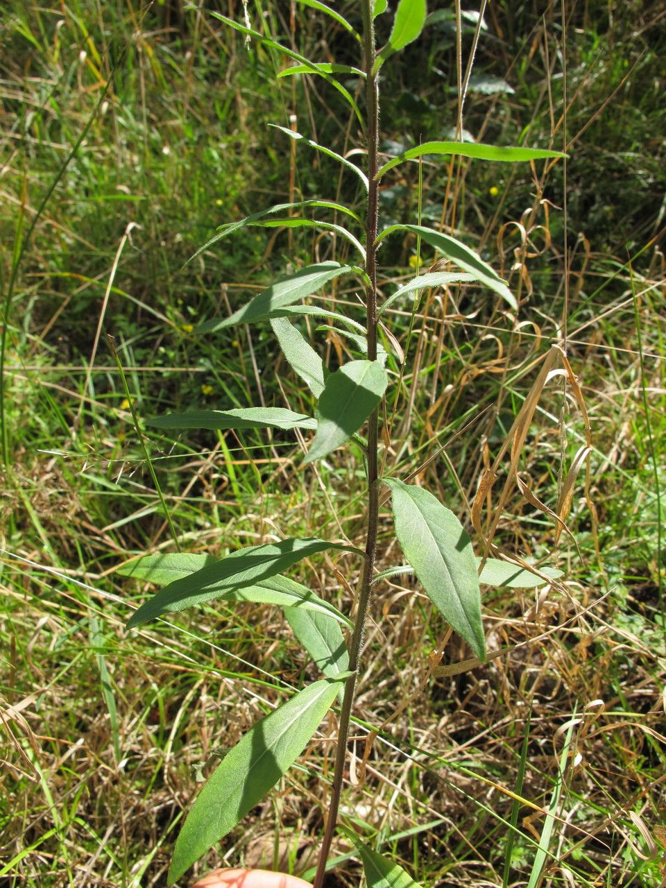 Campanula baumgartenii — houseplant care guide