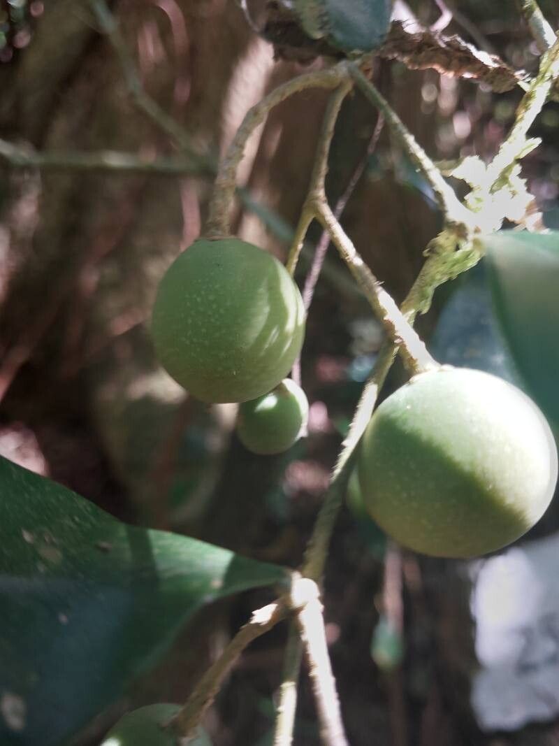 Noronhia olearia fruit