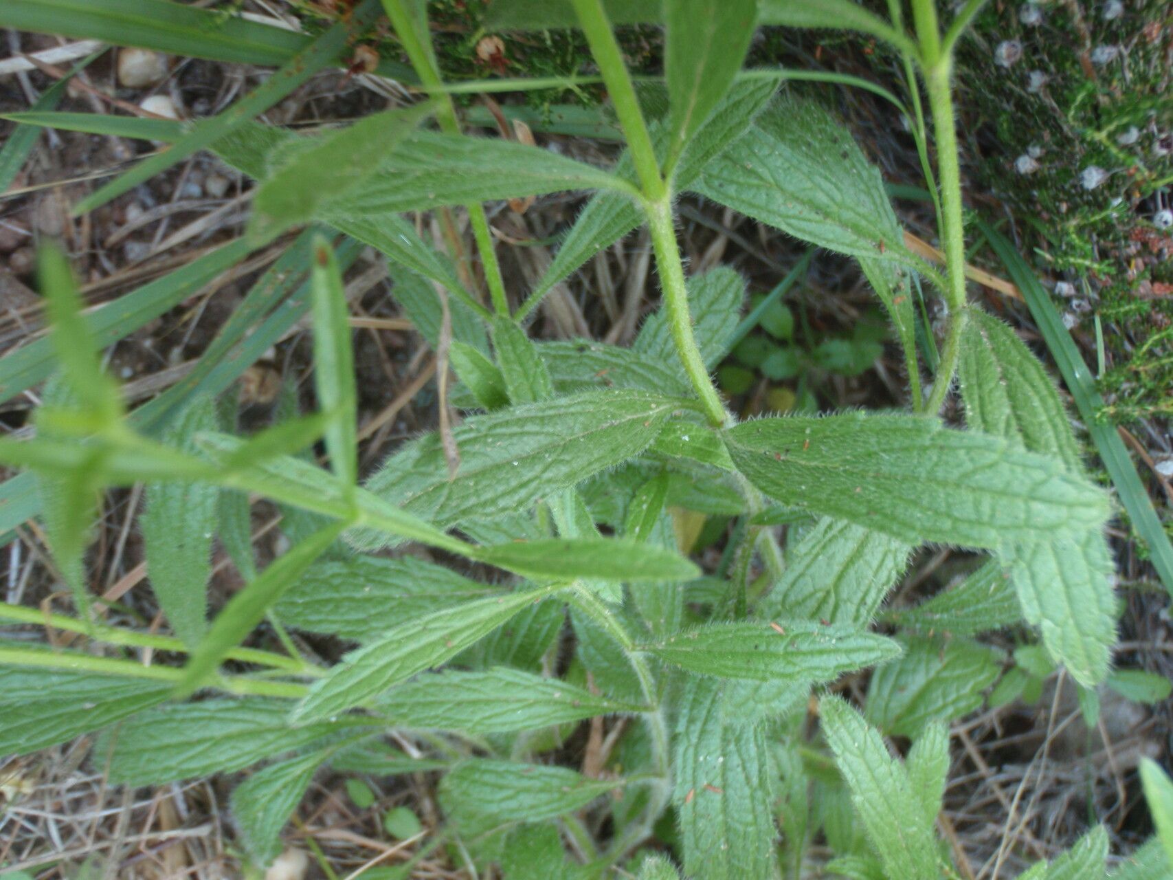 Sideritis lurida — houseplant care guide