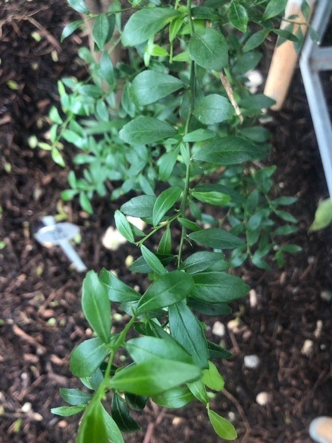 Citrus australasica leaf