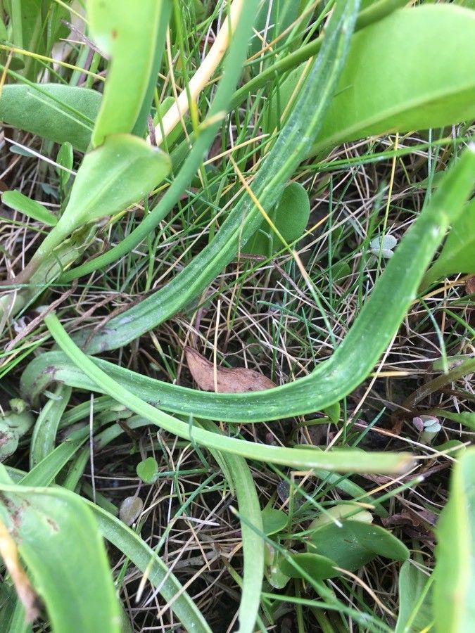 Triglochin maritimum — related species from the same genus