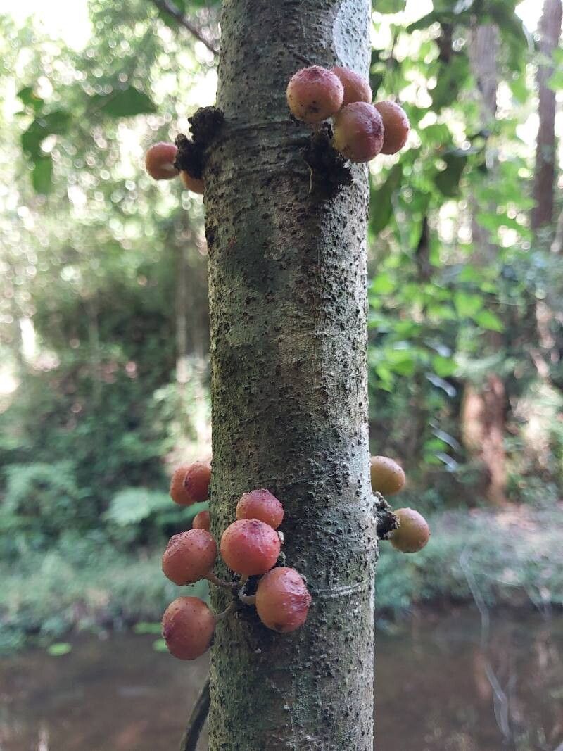 Ficus politoria fruit