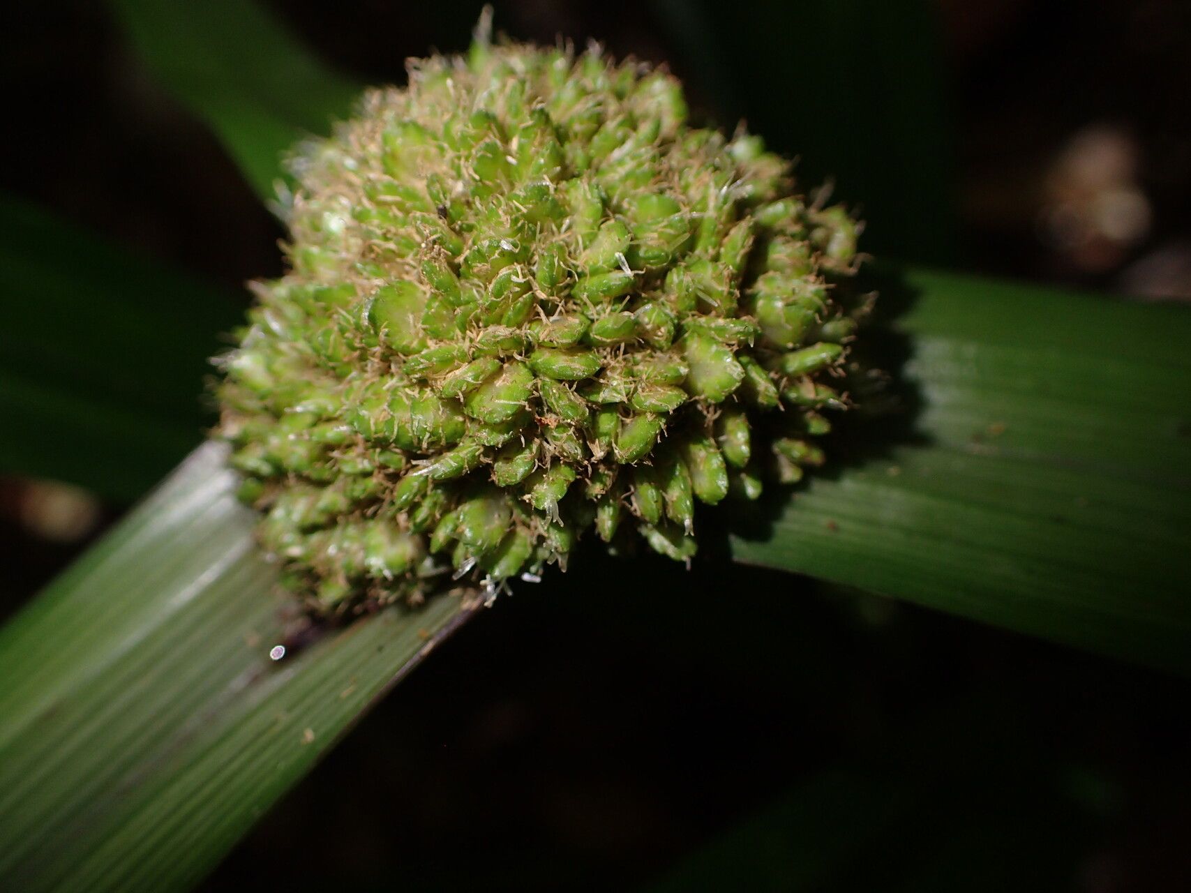 Cyperus molliglumis fruit