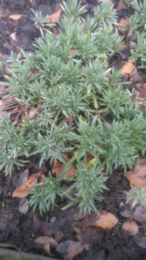 Xeranthemum annuum habit