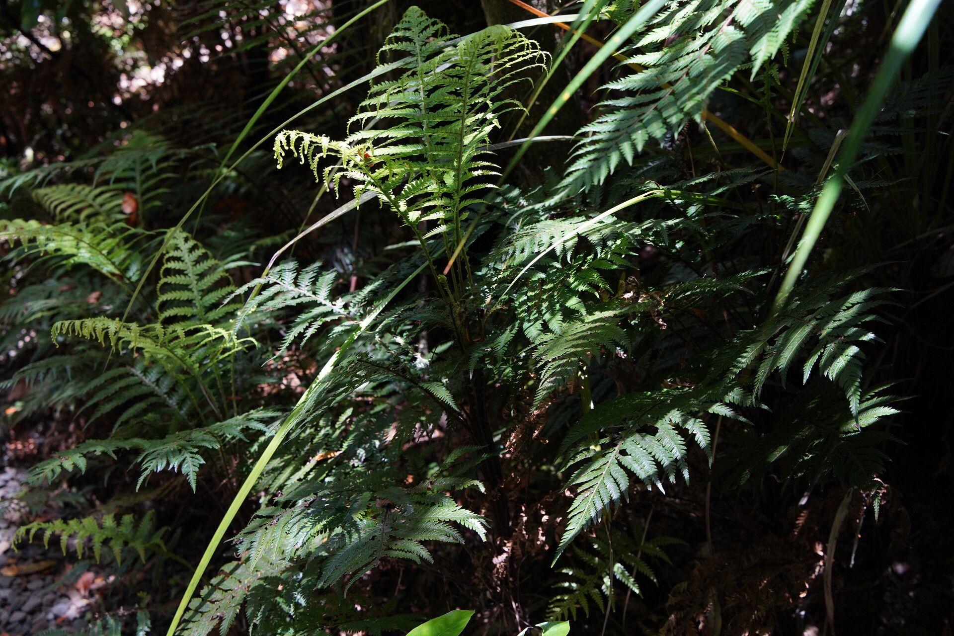 Thelypteris pennigera habit