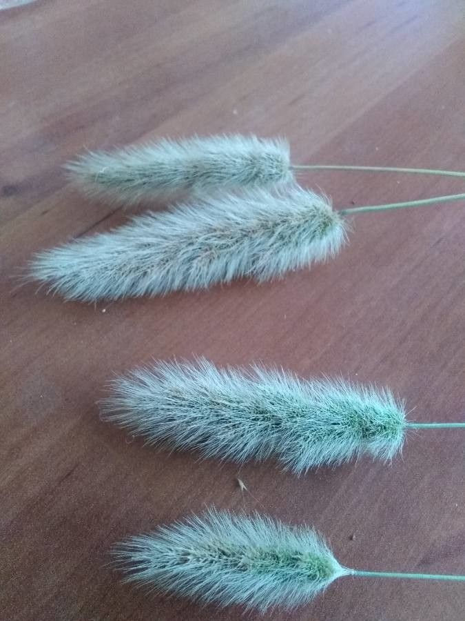 Polypogon maritimus flower