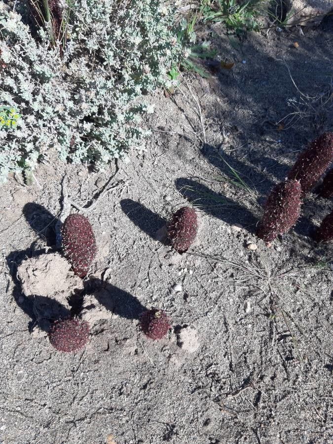 Cynomorium coccineum — maintenance medium houseplant