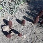 Cynomorium coccineum