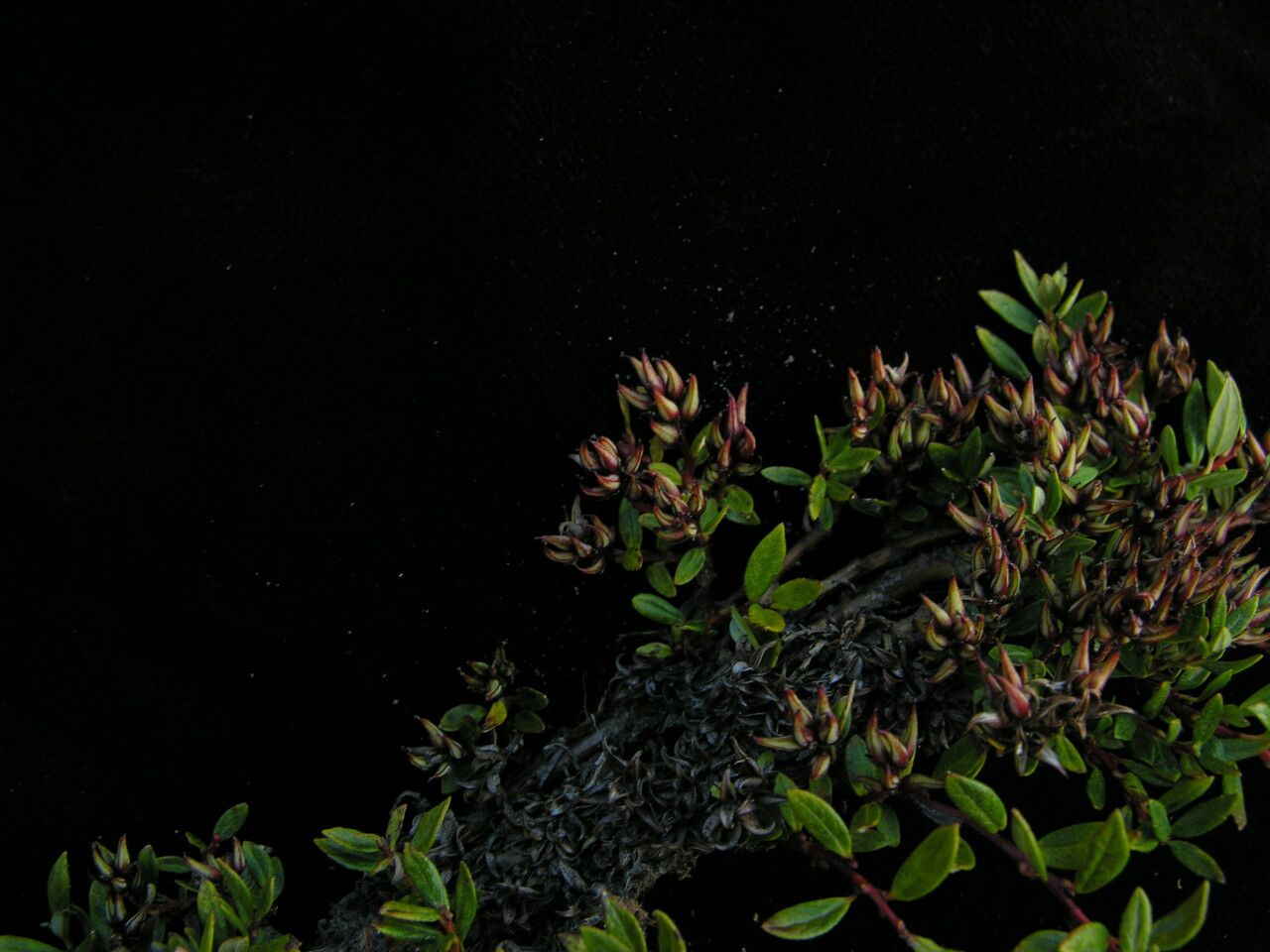 Salix lindleyana habit