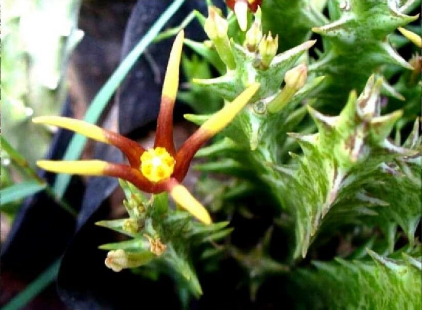 Quaqua mammillaris flower
