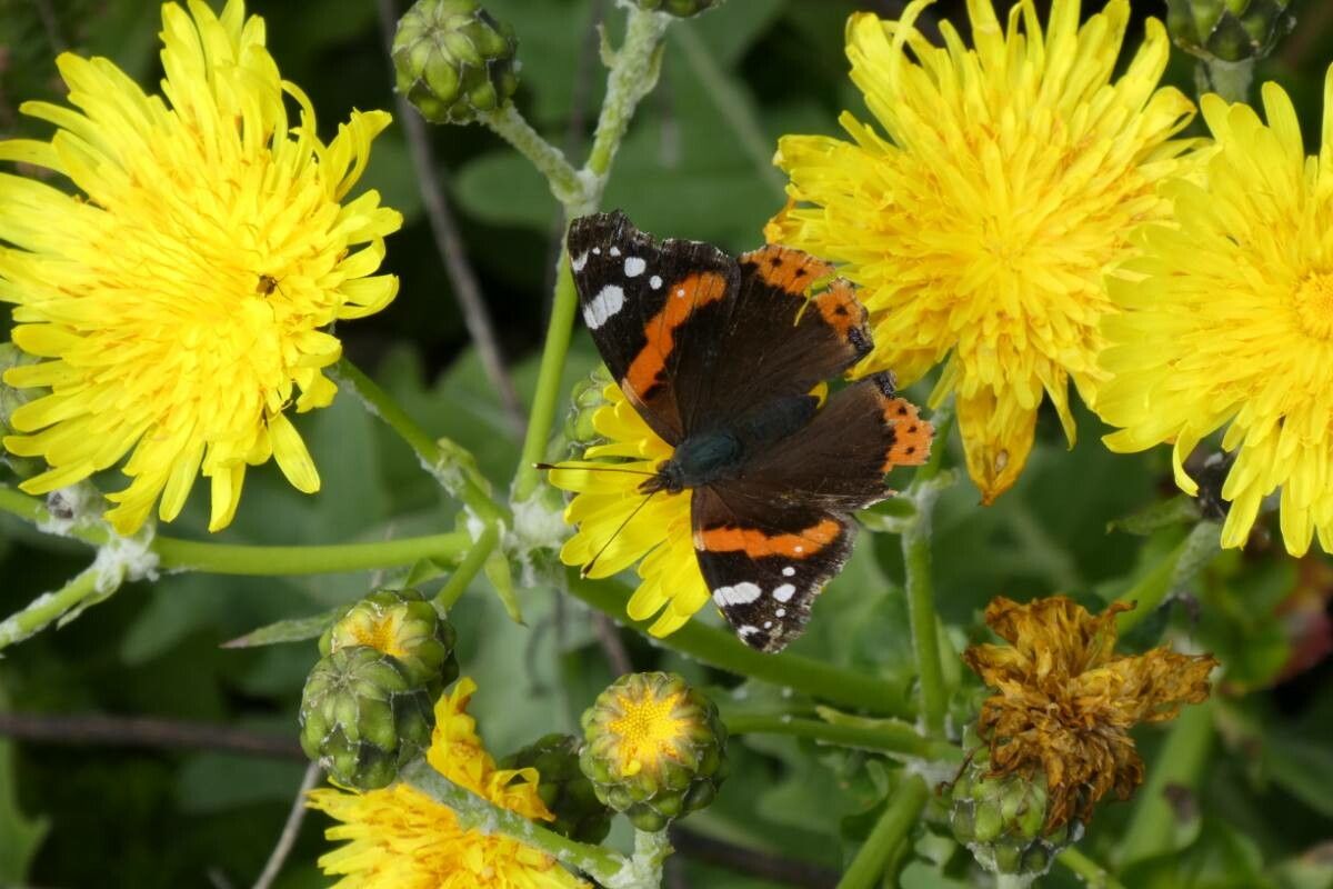Sonchus hierrensis flower