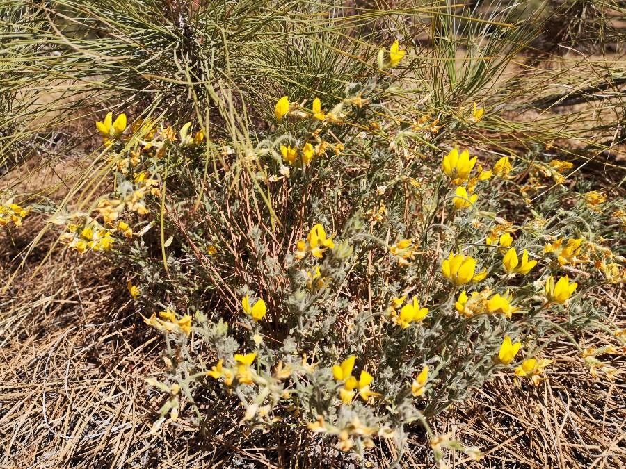 Lotus campylocladus flower