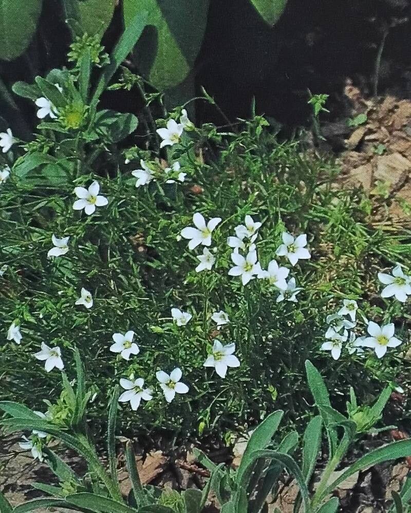 Sabulina kashmirica — houseplant care guide