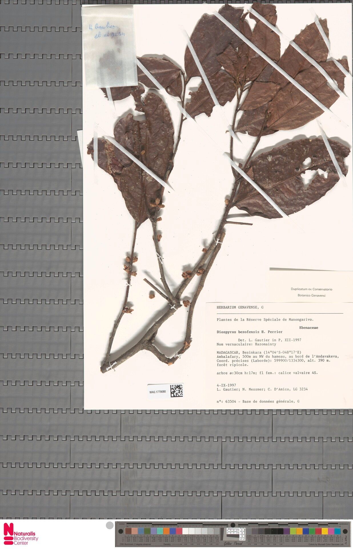 Diospyros bezofensis — houseplant care guide