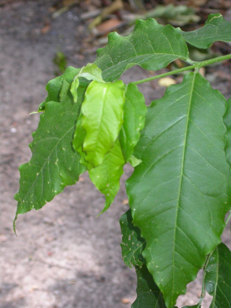 Bunchosia glandulifera — search result for 'Panama'
