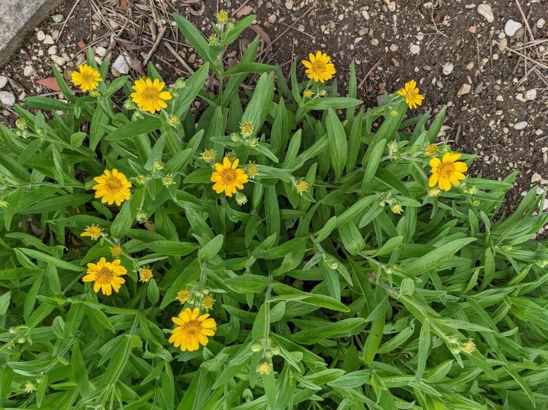 Arnica chamissonis flower
