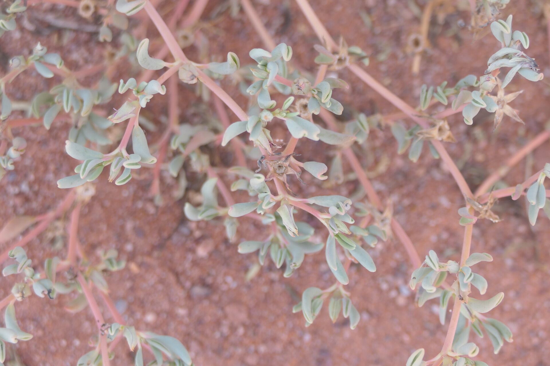Sesuvium sesuvioides flower