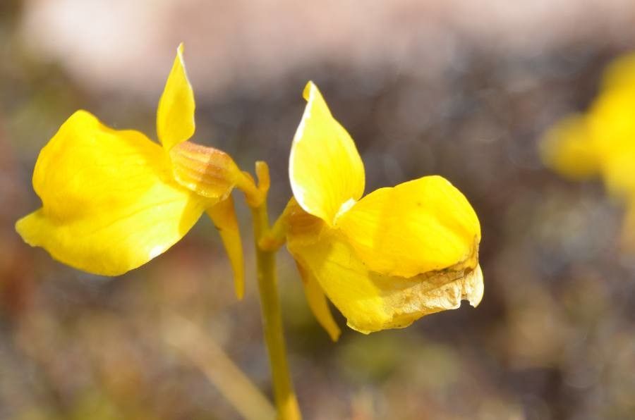 Utricularia intermedia flower
