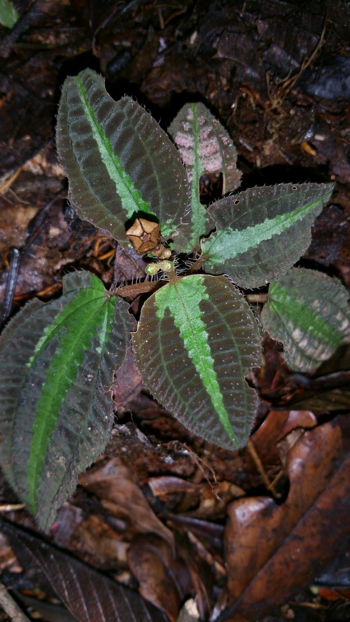 Gravesia mirabilis — search result for 'Mirabilis'