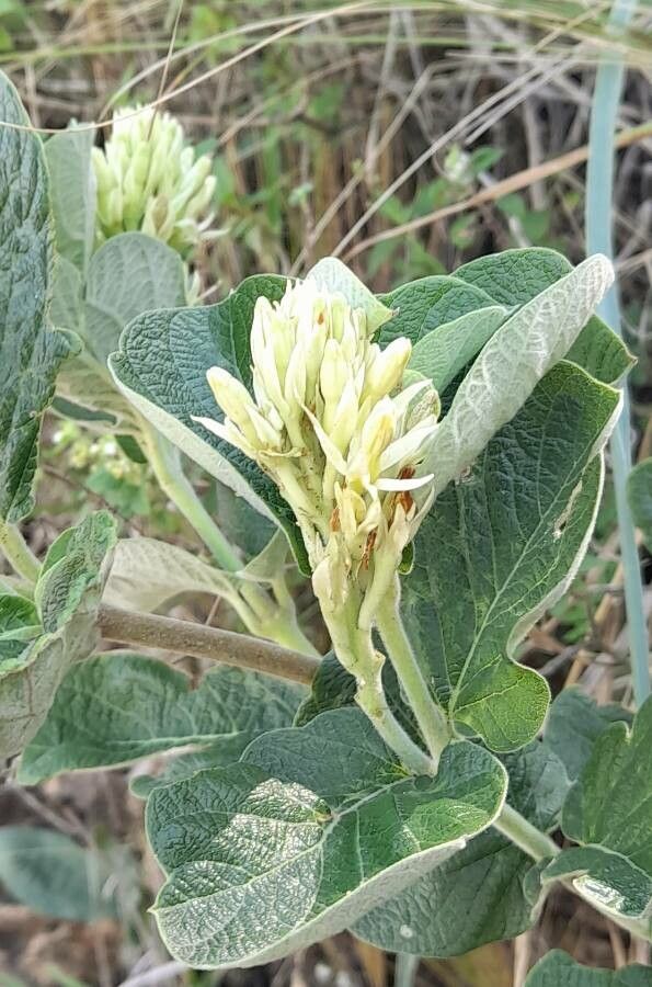 Mandevilla pentlandiana — houseplant care guide