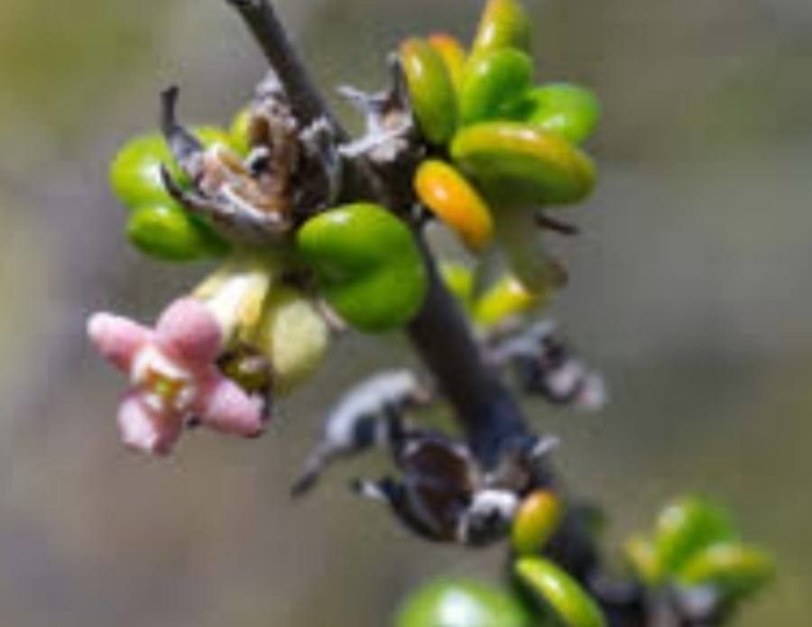 Rondeletia anguillensis — related species from the same genus