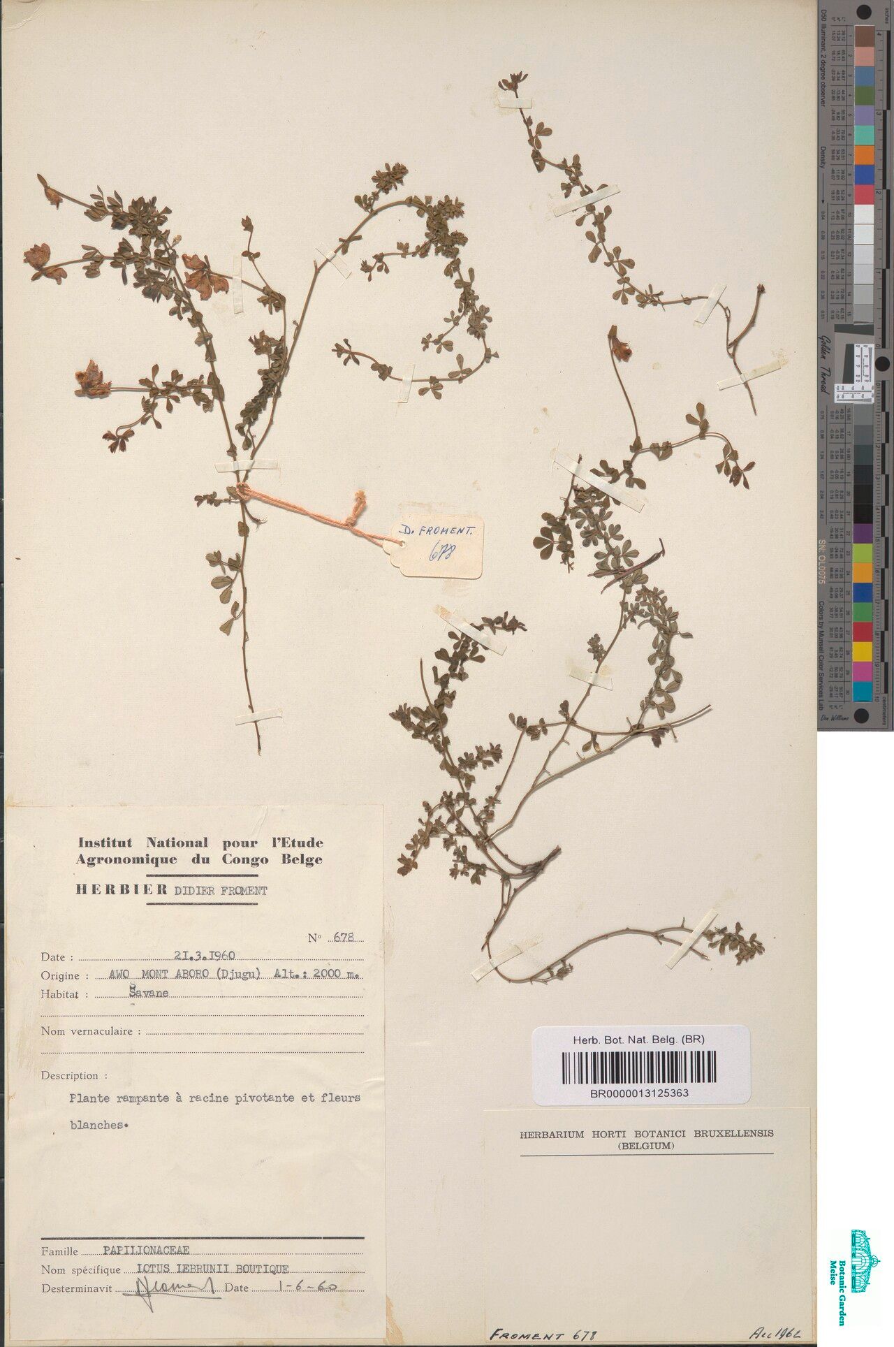 Lotus lebrunii — search result for 'Lotus'