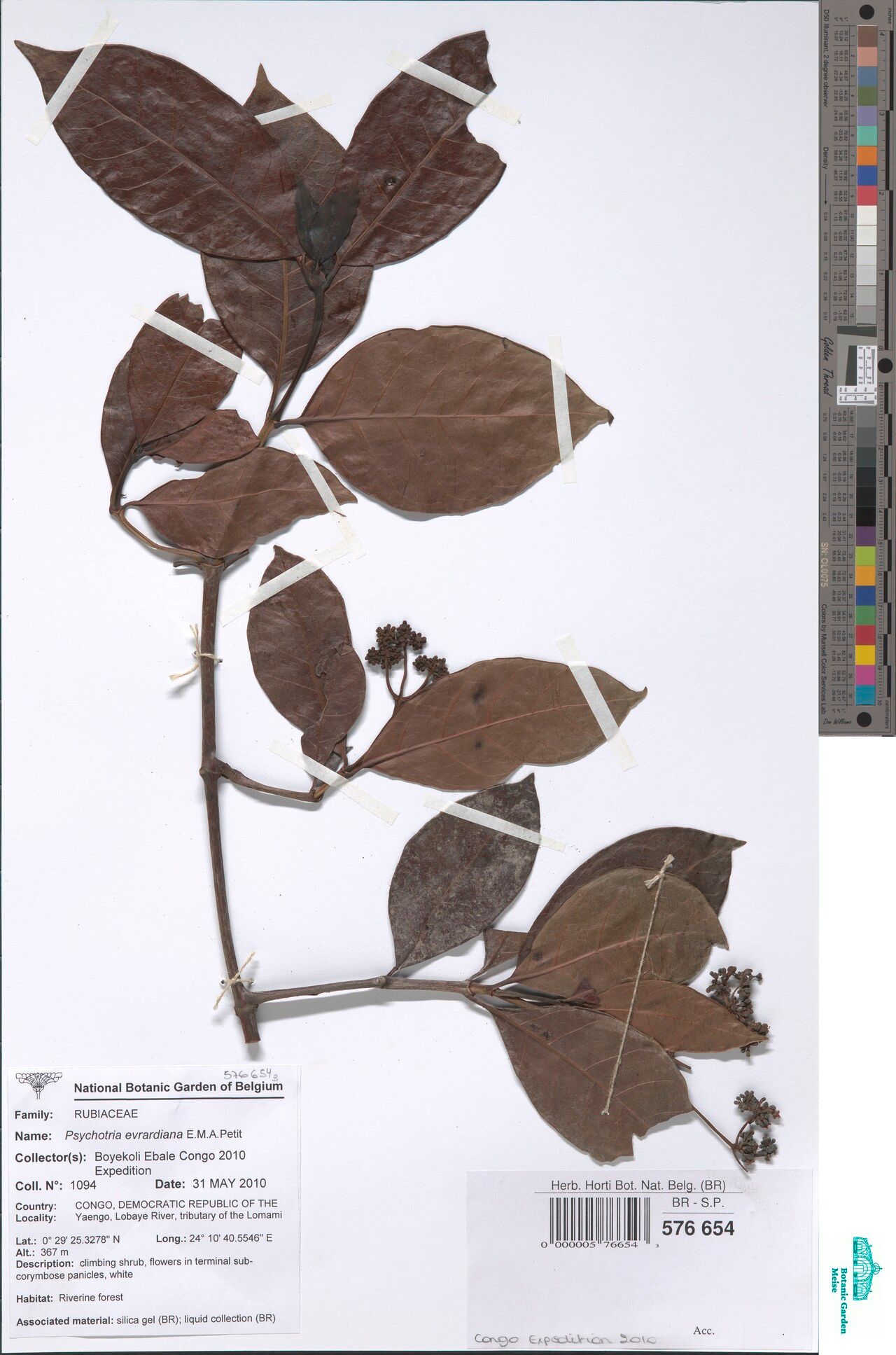 Psychotria evrardiana — houseplant care guide