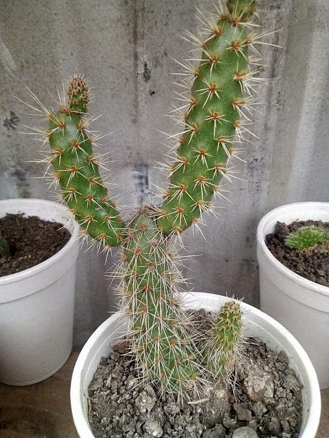 Opuntia pycnantha — search result for 'Opuntia'