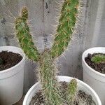 Opuntia pycnantha