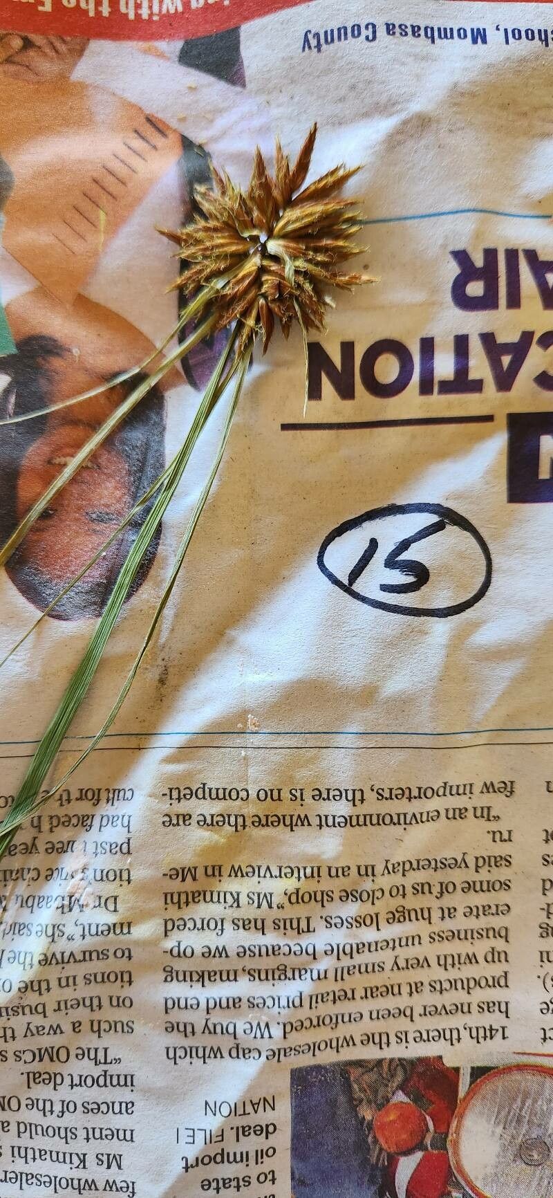 Cyperus grandibulbosus — houseplant care guide