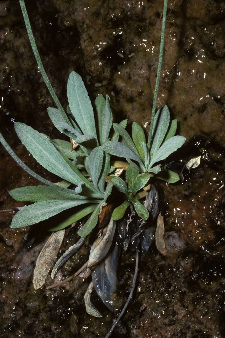 Primula specuicola — search result for 'Primula'