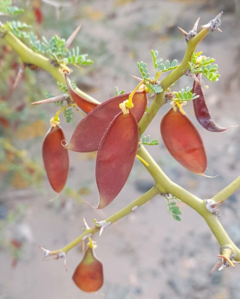 Parkinsonia praecox fruit