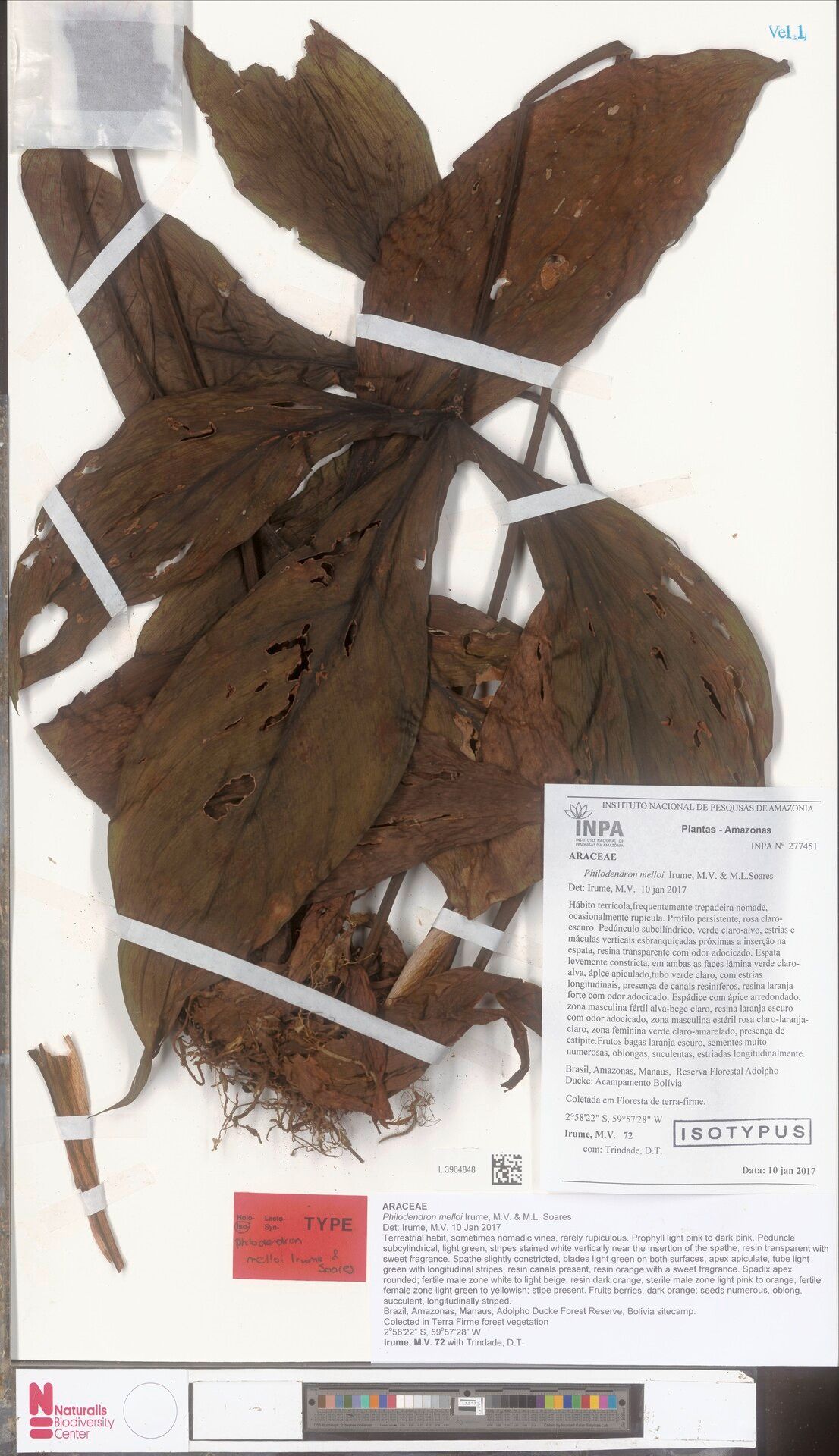 Philodendron melloi — houseplant care guide