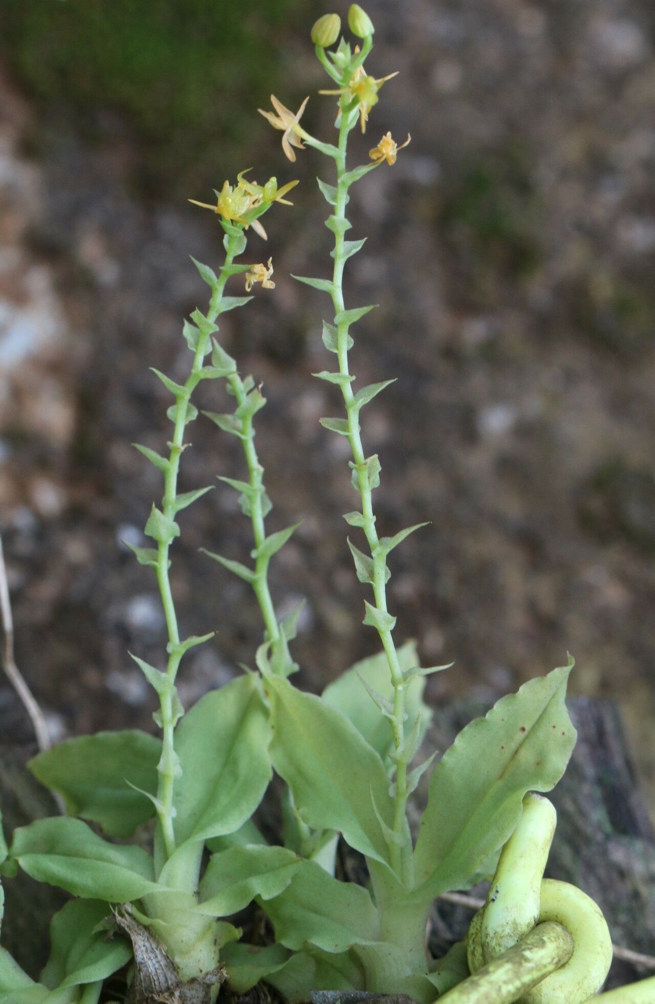 Liparis tridens habit