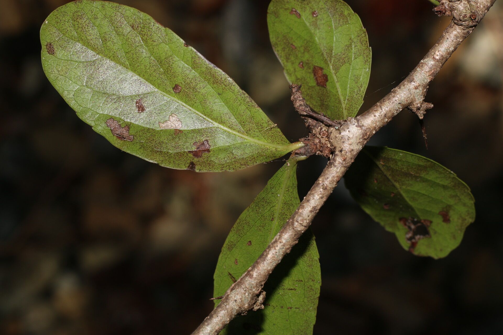 Xylosma horrida leaf