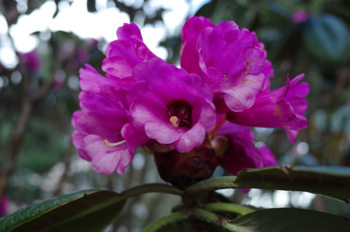 Rhododendron kesangiae flower