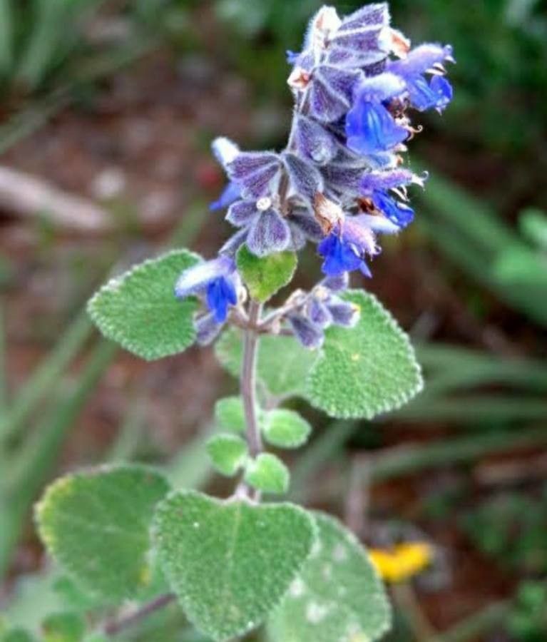 Salvia keerlii — houseplant care guide