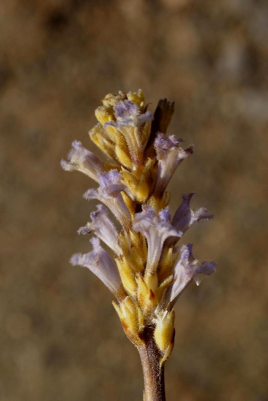 Phelipanche mutelii — houseplant care guide