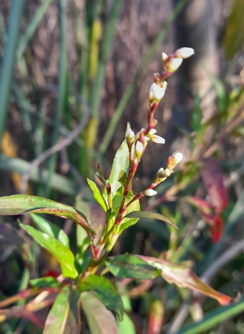Persicaria punctata flower
