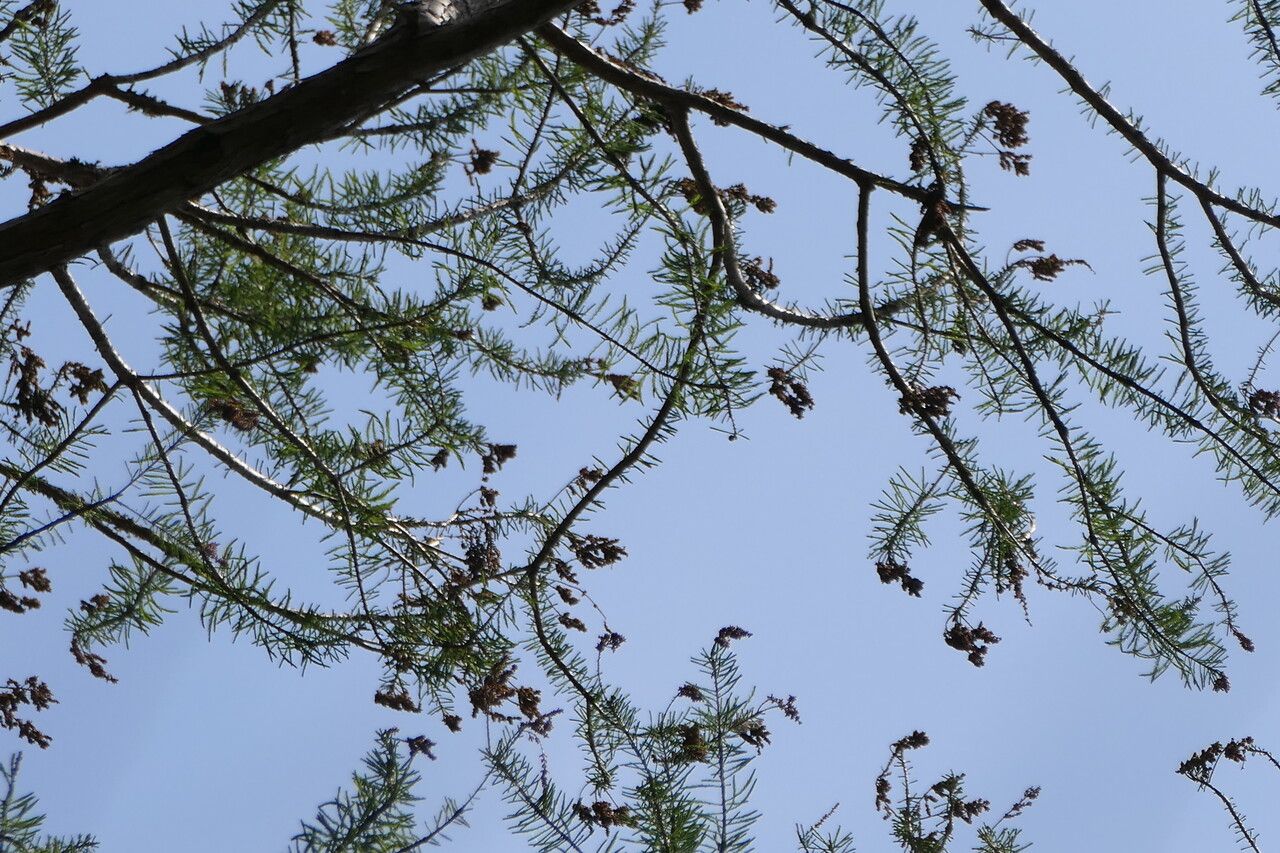 Taxodium ascendens leaf