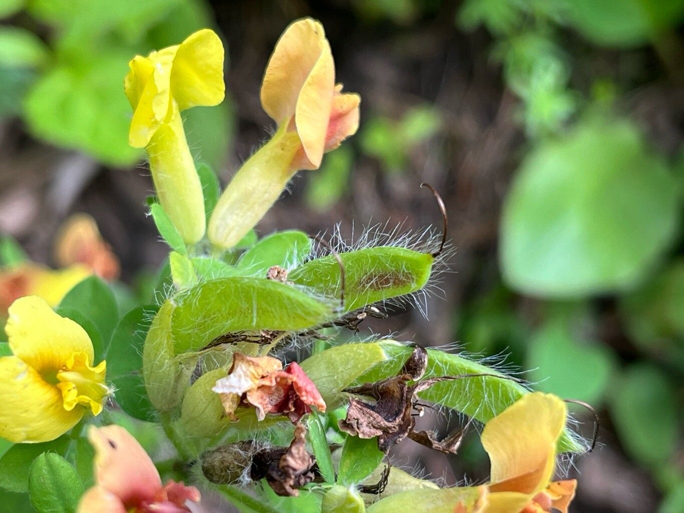 Chamaecytisus hirsutus fruit