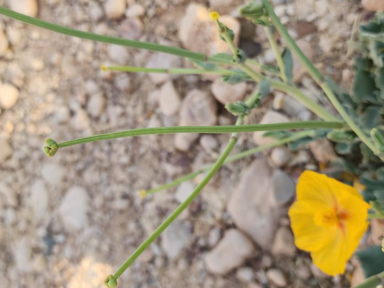 Glaucium vitellinum fruit