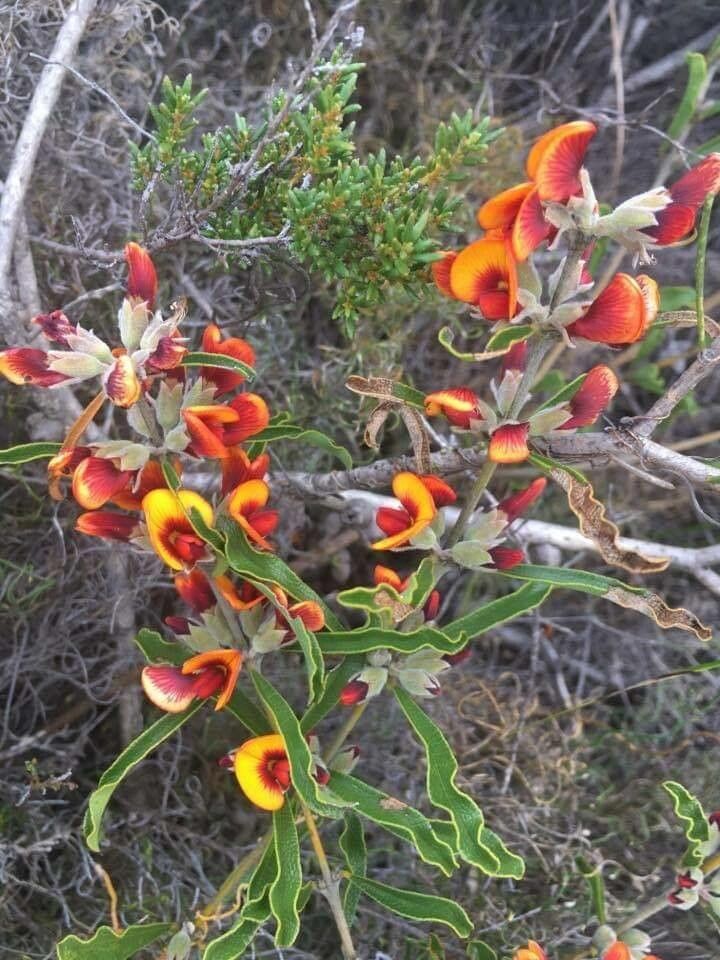 Gastrolobium capitatum — related species from the same genus