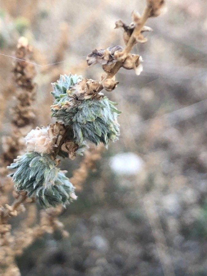 Camphorosma monspeliaca flower