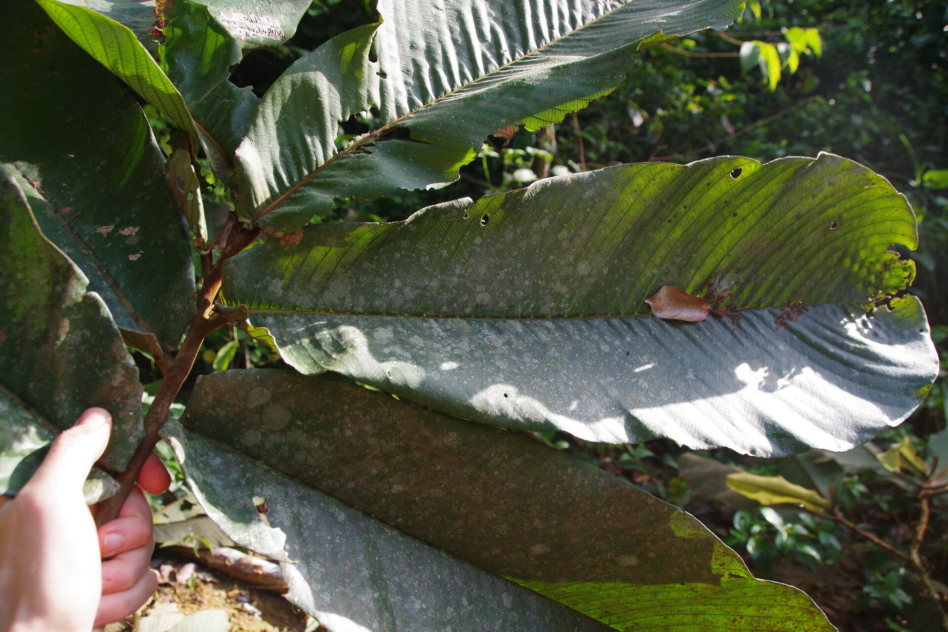 Piptostigma calophyllum leaf